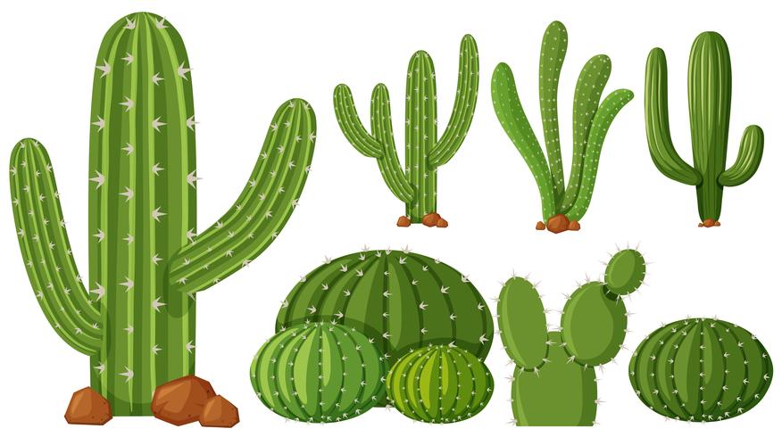Verschiedene Arten von Kaktuspflanzen vektor