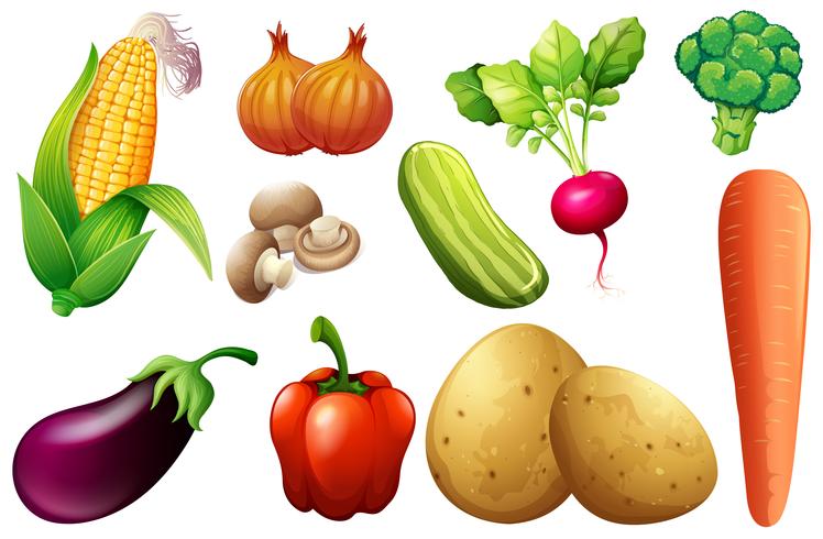 Ein Satz organisches Gemüse vektor