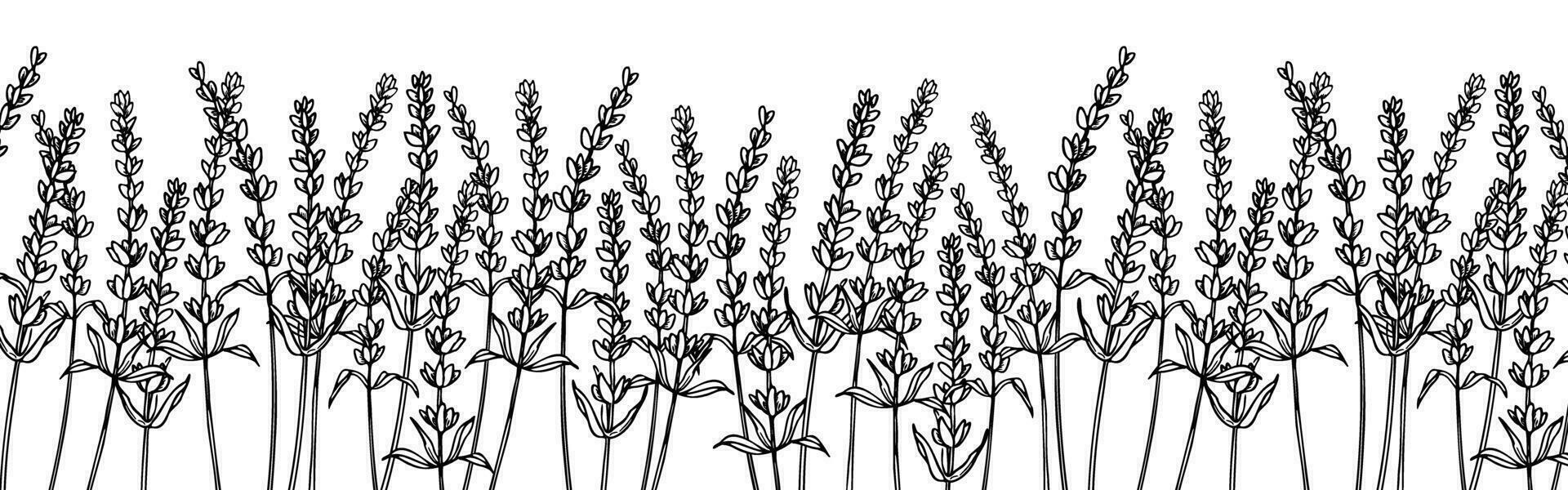 Lavendel nahtlos Rand auf isoliert Hintergrund. Hand gezeichnet Vektor Illustration von Provence Blumen zum Rahmen. Blumen- Muster zum Banner zum botanisch Design. Linie Kunst Gravur gemalt durch schwarz Tinte