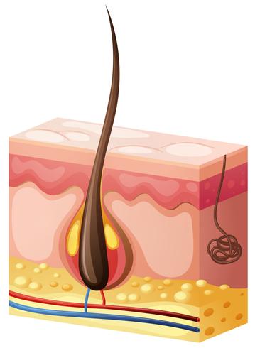 Människohår växer från huden vektor
