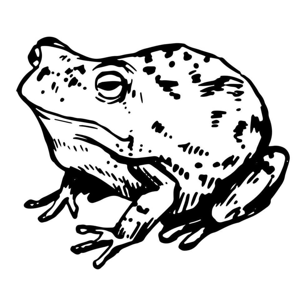 Frosch skizzieren. realistisch Tinte Zeichnung von Amphibie wild Tier. Hand gezeichnet Vektor Illustration. retro Clip Art zum Dekor isoliert auf Weiß.