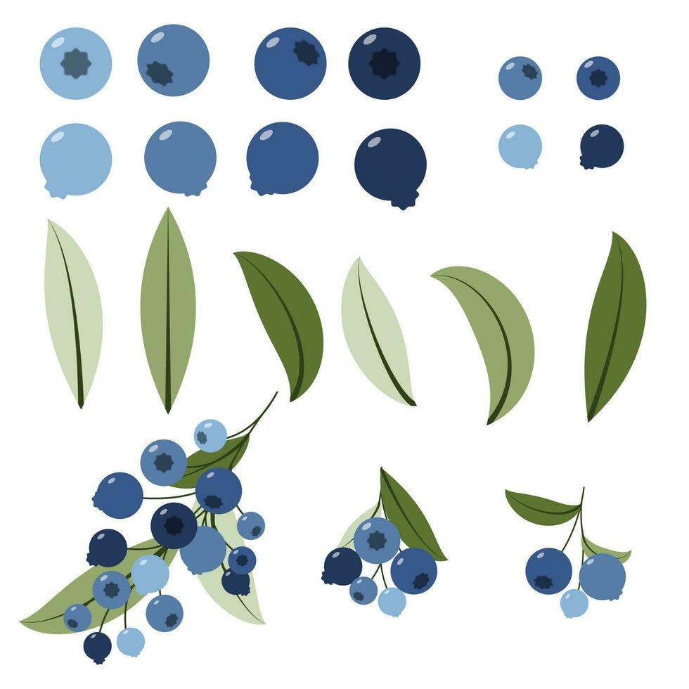 uppsättning av blåbär med löv. kvistar av skog blåbär. vektor illustration