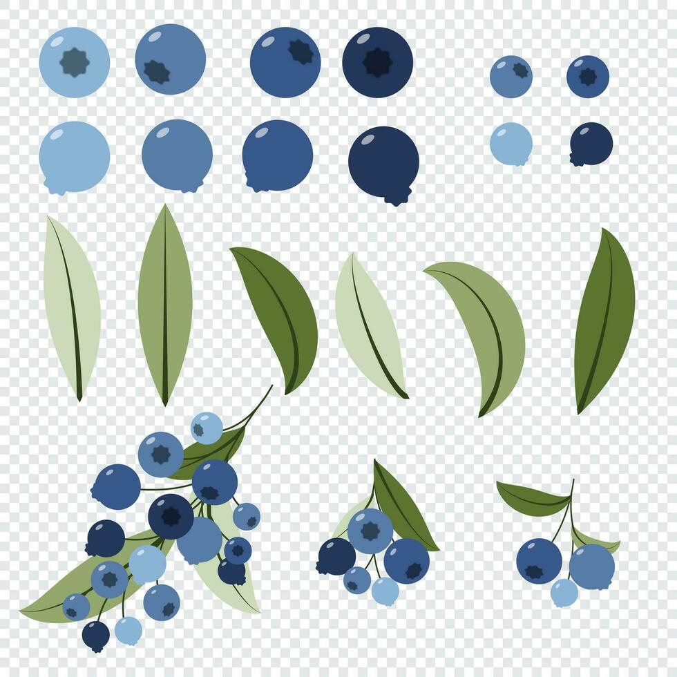 einstellen von Blaubeere mit Blätter. Zweige von Wald Blaubeeren. Vektor Illustration