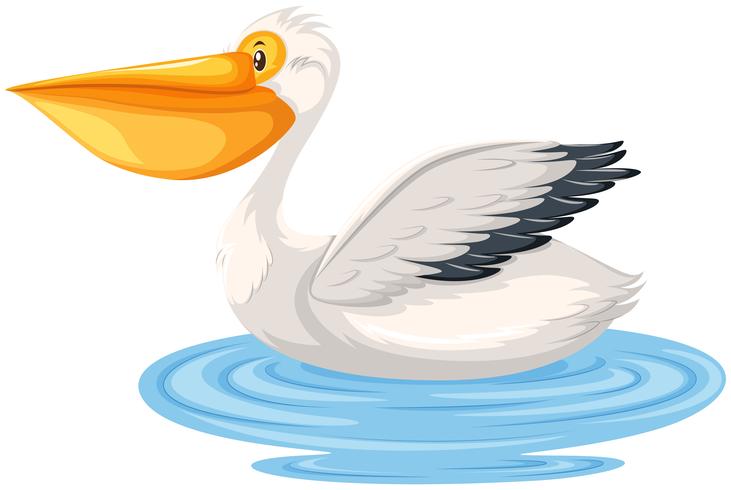 Ein Pelikan auf weißem Hintergrund vektor