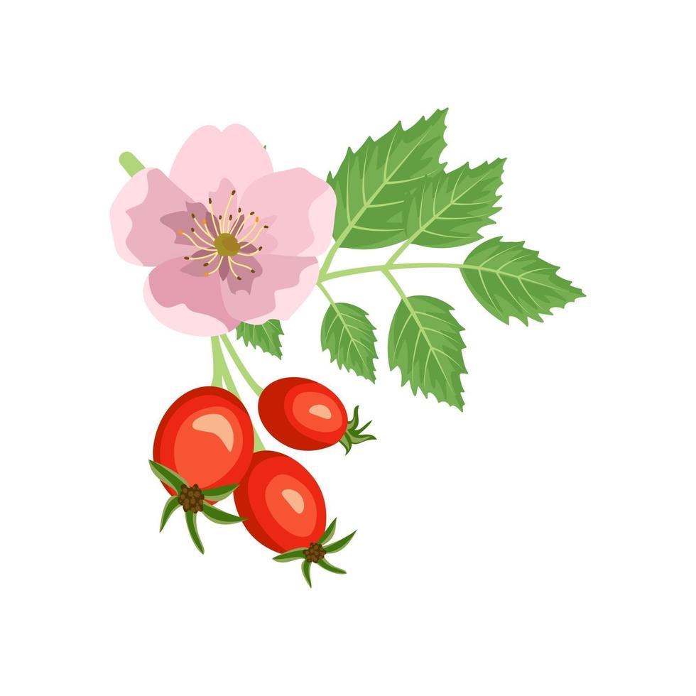 Hagebuttenzweig mit Rosenblüte und Beeren vektor