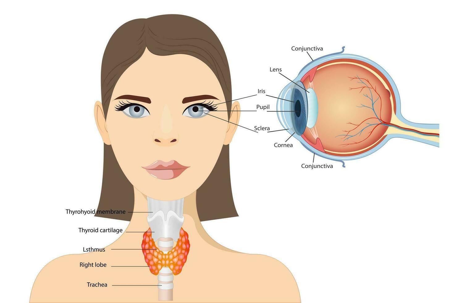 anatomisch Diagramm von das Mensch Auge. Kreuz Sektion von ein Sinn Organ mit alle Komponenten eine solche wie das Linse, Retina, Optik Nerv , und irisierend Haut von das Iris. medizinisch Infografik mit Seite und Seite vektor