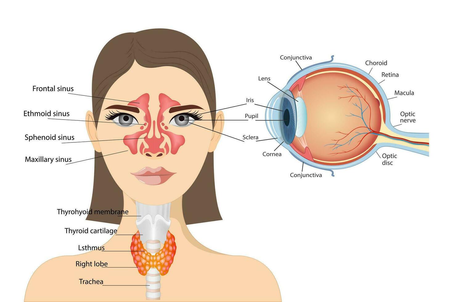 anatomisch Diagramm von das Mensch Auge. Sinusitis, auf das wo vektor