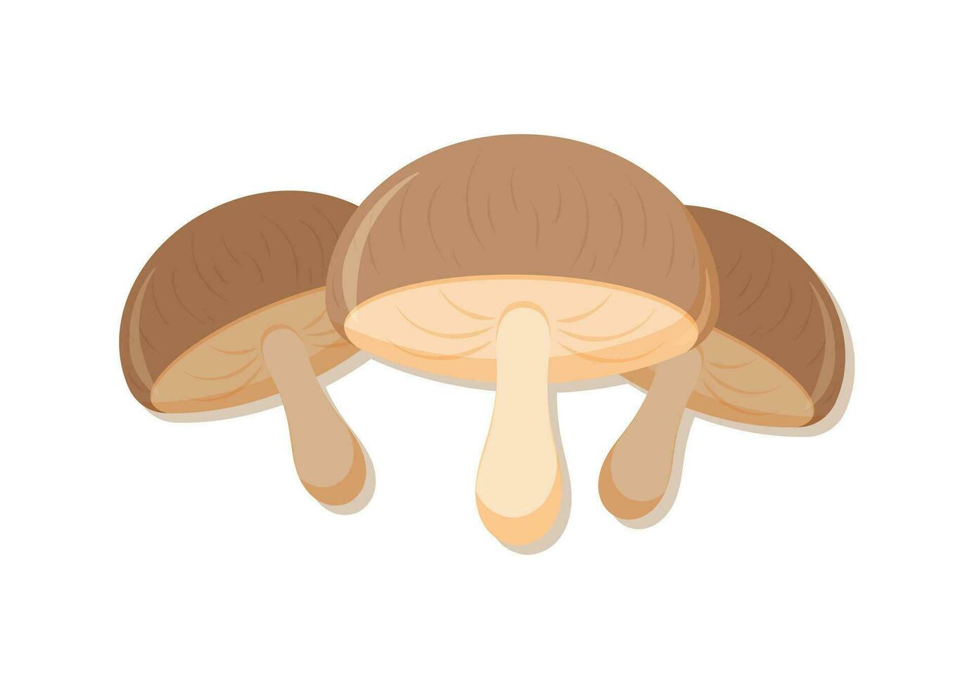 vektor illustration av brun svamp färsk grönsak. utsökt friska mat