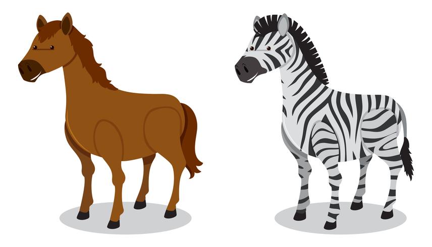 Pferd und Zebra auf weißem Hintergrund vektor