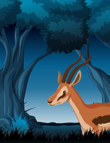 Eine Gazelle im dunklen Wald vektor