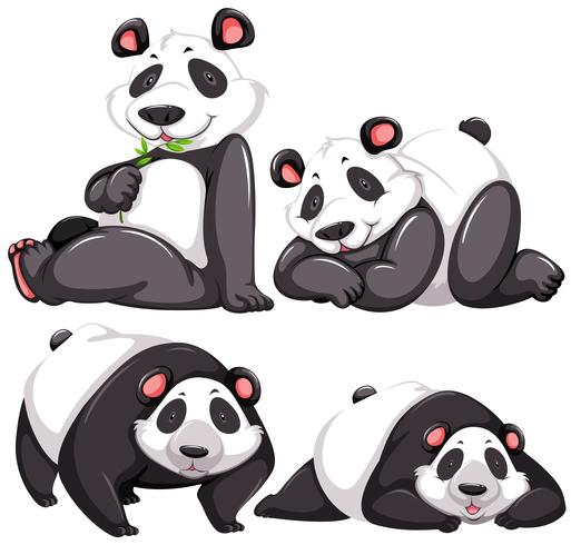 Panda vektor