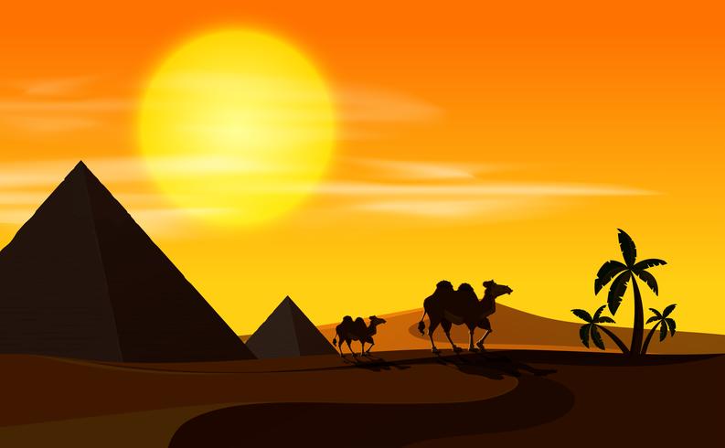 Wüstenszene mit Kamelen bei Sonnenuntergang vektor