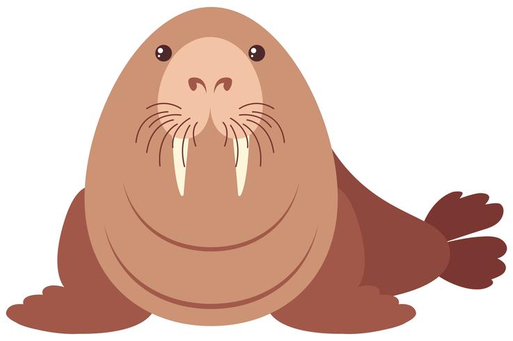 Walrus med gott ansikte vektor