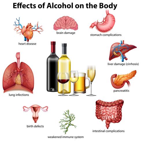 Effekter av alkohol på kroppen vektor