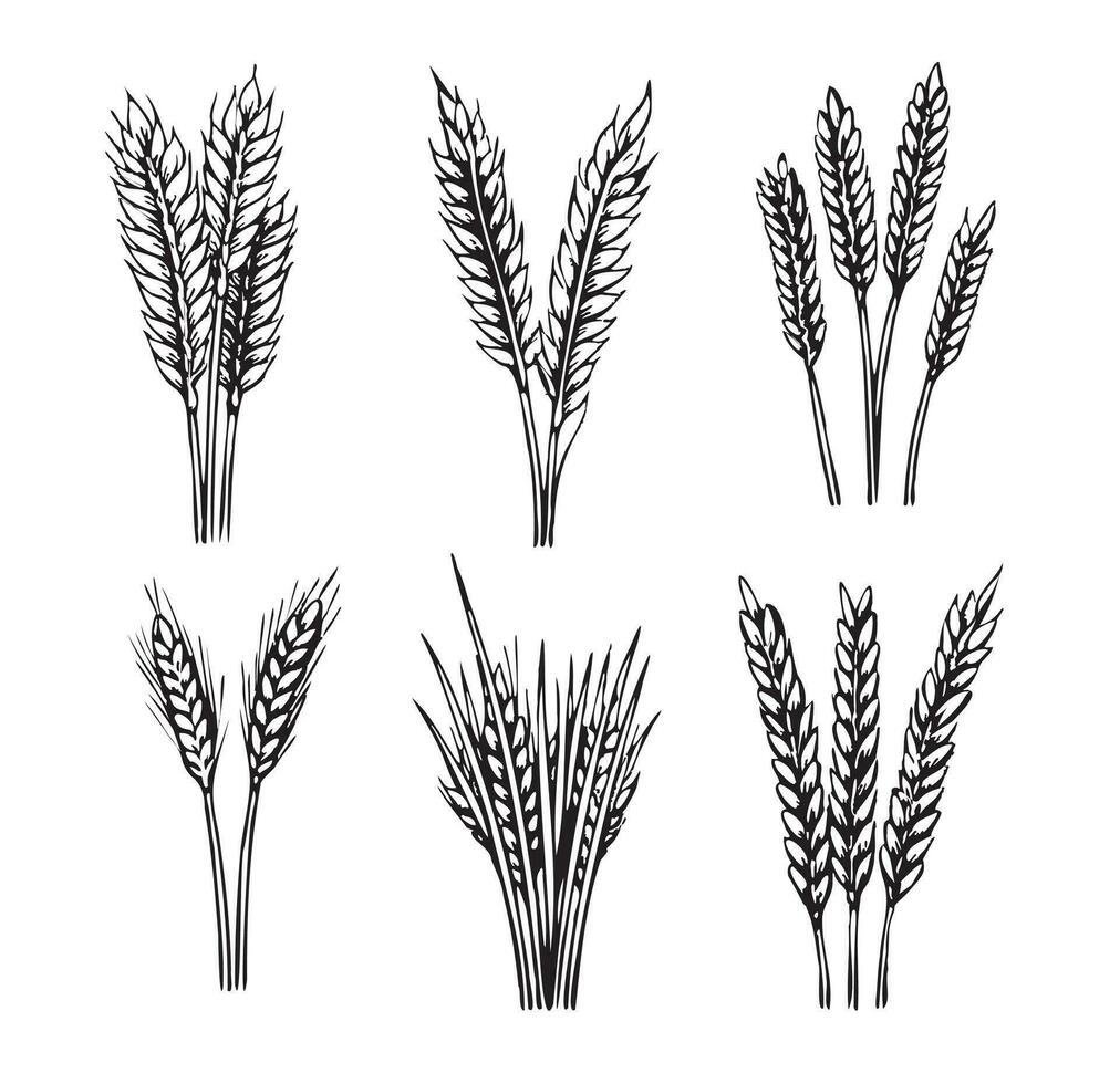 Weizen einstellen Hand gezeichnet skizzieren im Gekritzel Stil Vektor Illustration