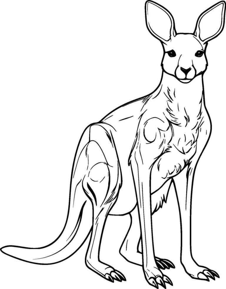 realistisch Känguru Vektor Illustration