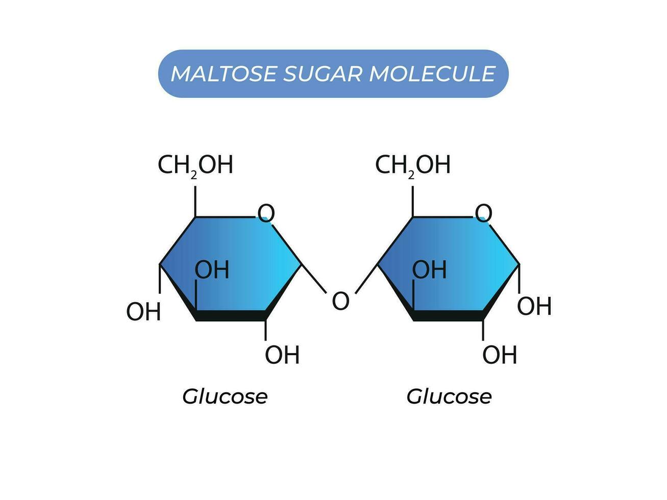 maltos socker molekyl. glukos och glukos vektor