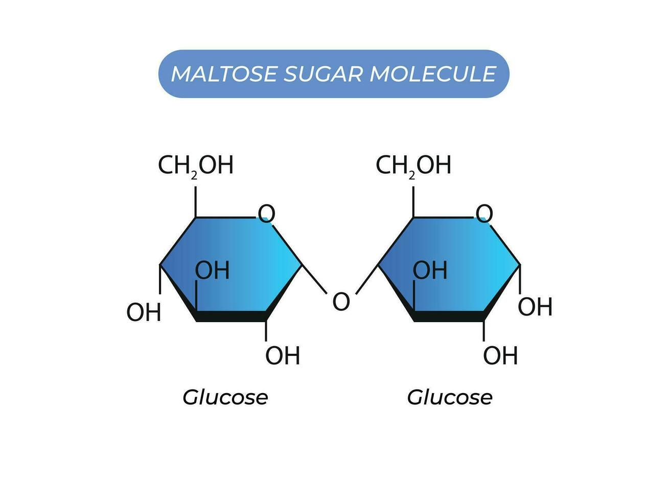 Maltose Zucker Molekül. Glucose und Glucose vektor