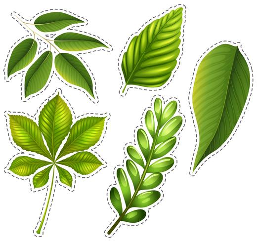 Verschiedene Arten von grünen Blättern vektor