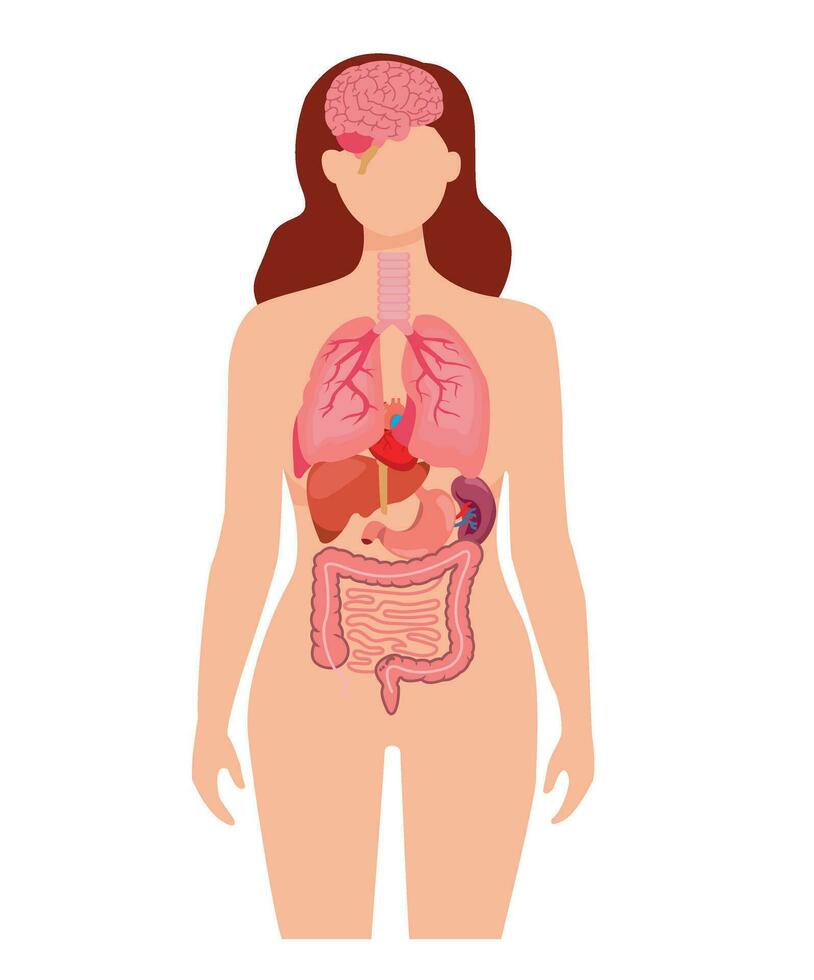 menschliche anatomie inneres organset mit gehirn, lunge, darm, herz, niere, bauchspeicheldrüse, milz, leber und magen. vektor isolierte illustration