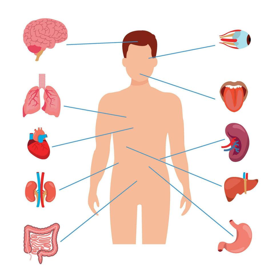 menschliche anatomie inneres organset mit gehirn, lunge, darm, herz, niere, bauchspeicheldrüse, milz, leber und magen. vektor isolierte illustration