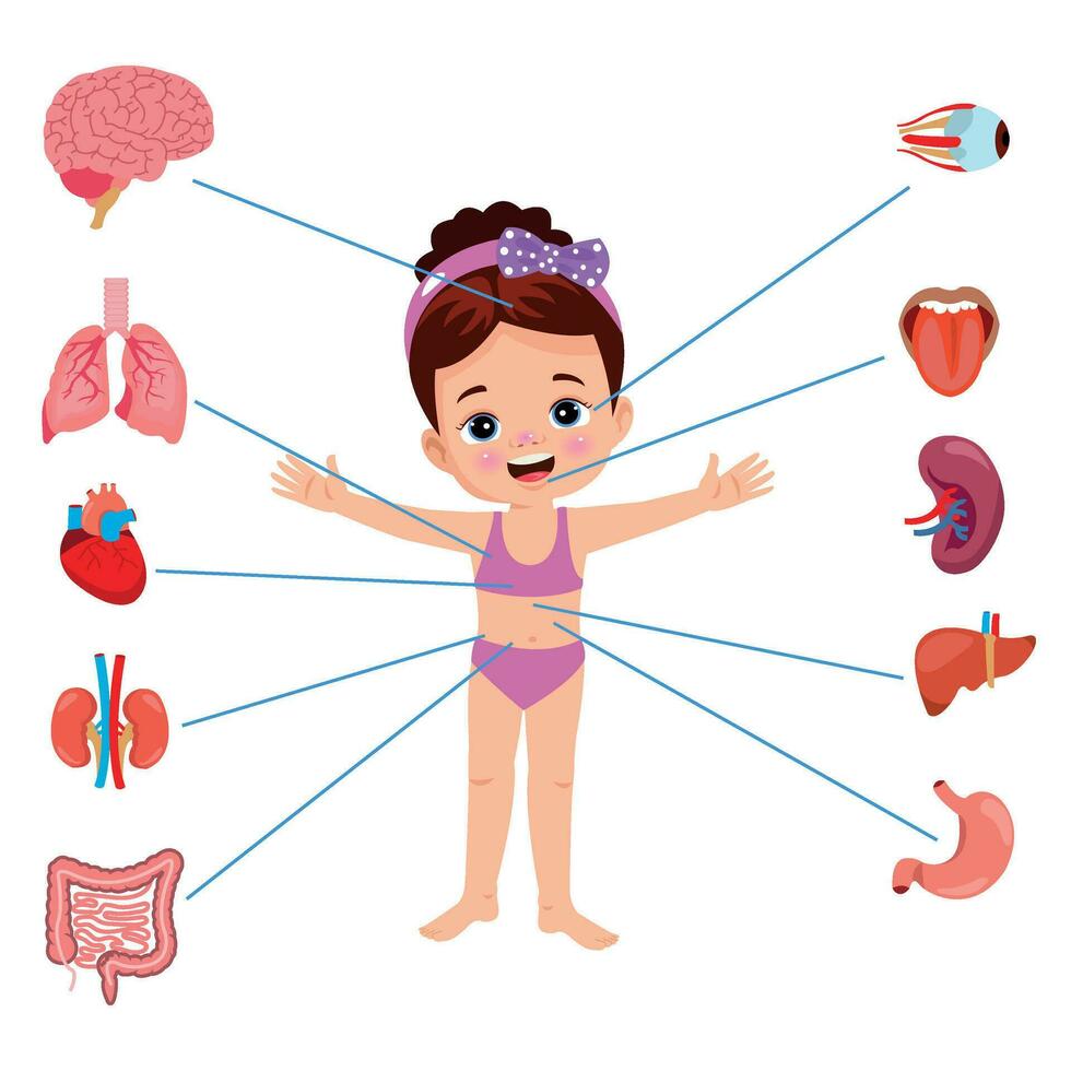 menschliche anatomie inneres organset mit gehirn, lunge, darm, herz, niere, bauchspeicheldrüse, milz, leber und magen. vektor isolierte illustration