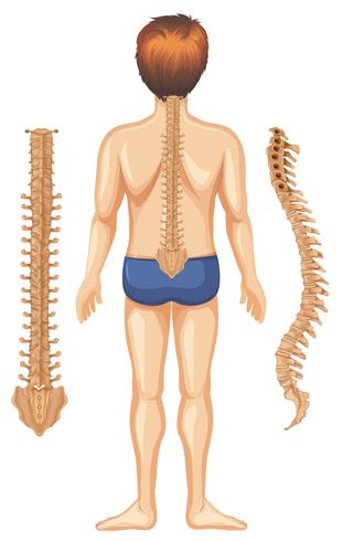 Human anatomi av ryggrad på vit bakgrund vektor