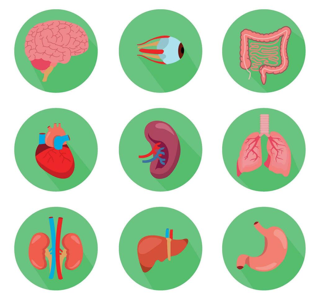 menschliche anatomie inneres organset mit gehirn, lunge, darm, herz, niere, bauchspeicheldrüse, milz, leber und magen. vektor isolierte illustration