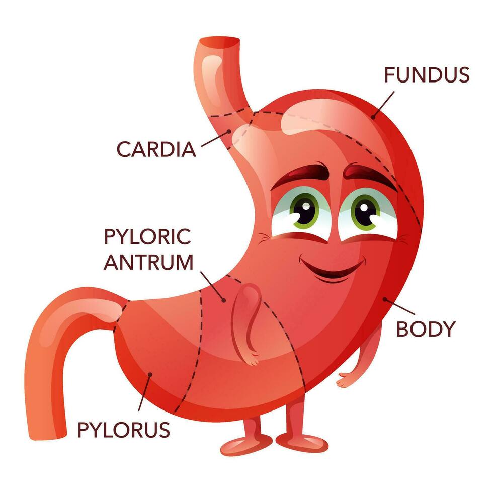 mänsklig mage. söt tecknad serie mage karaktär med ansikte. medicinsk pedagogisk anatomisk diagram vektor