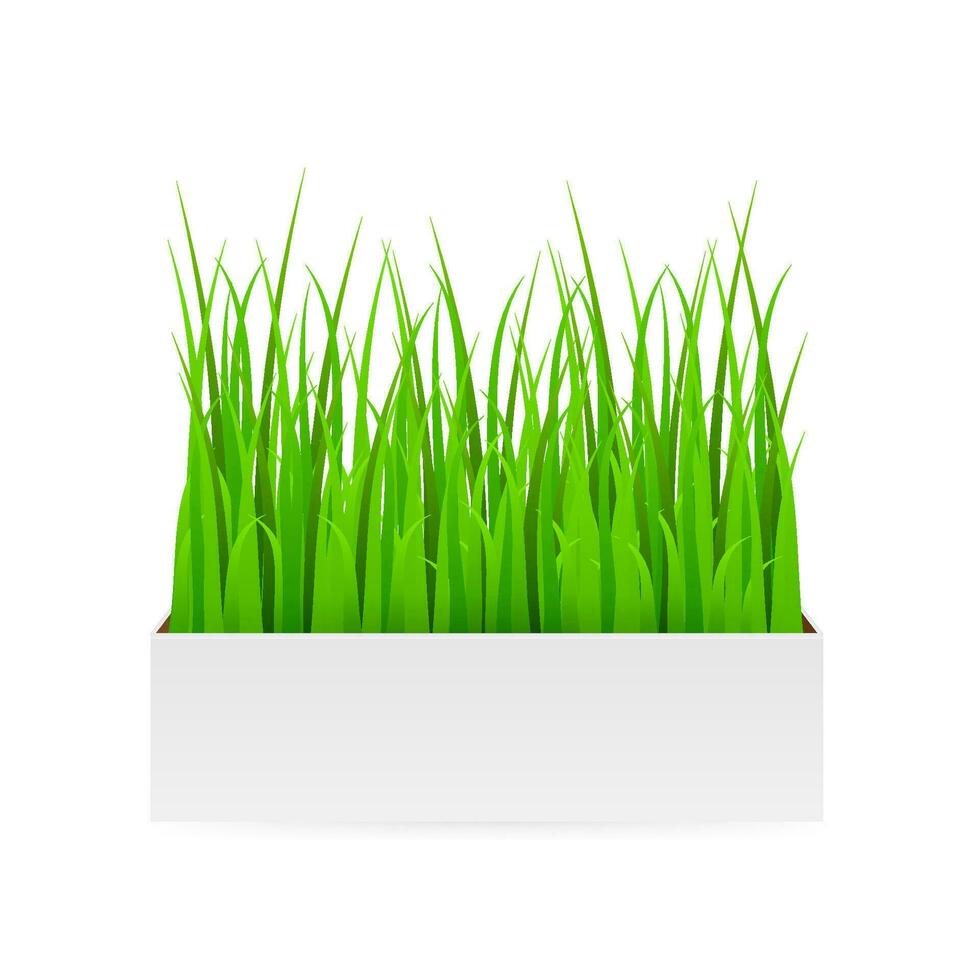 frisch Grün Gras im Topf. Element von Zuhause Dekor. Vektor realistisch Illustration, isoliert