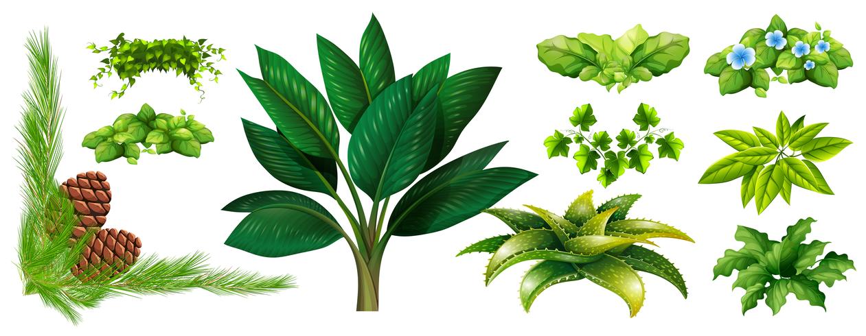 Olika typer av växter vektor