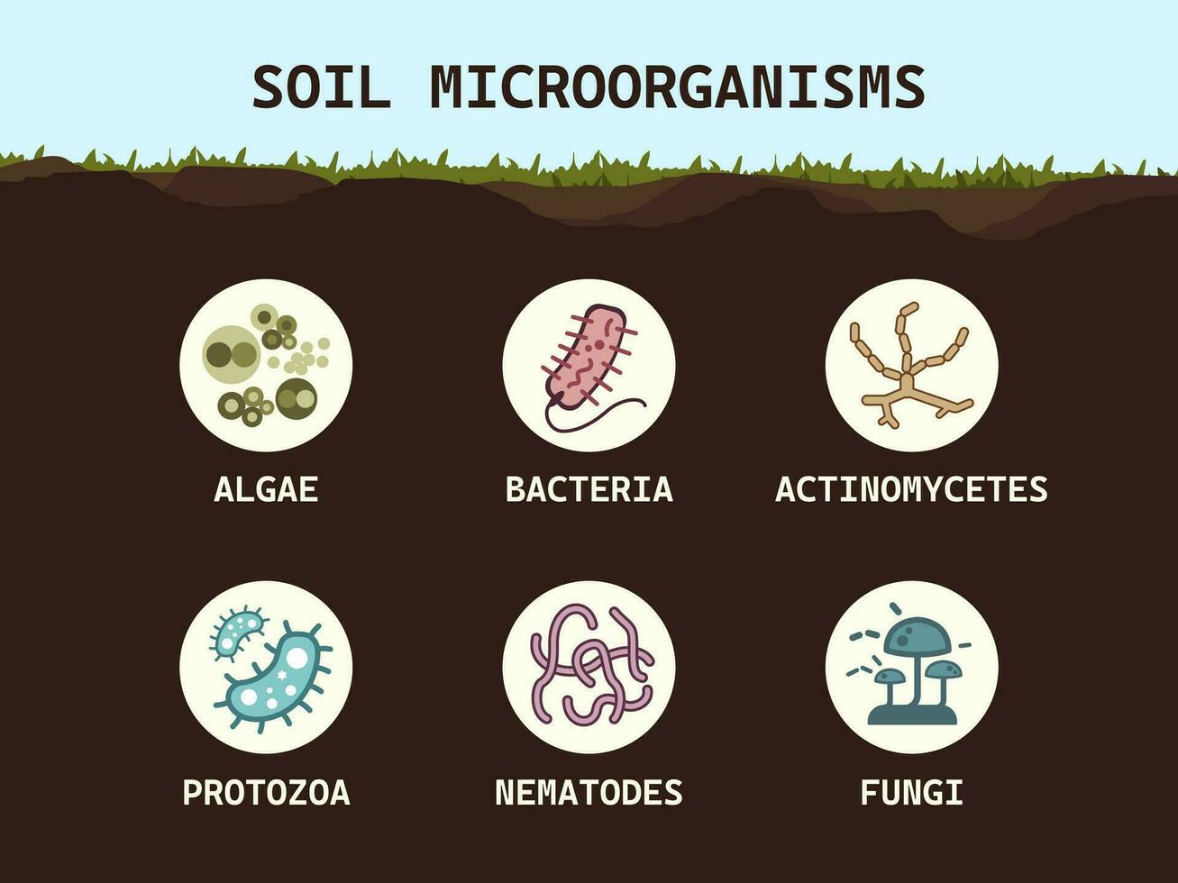 Boden Biologie. Boden Mikroorganismen Bakterien, Pilze, Algen, Protozoen, Nematoden, Aktinomyceten. Mikrobiologie. Vektor eben Illustration