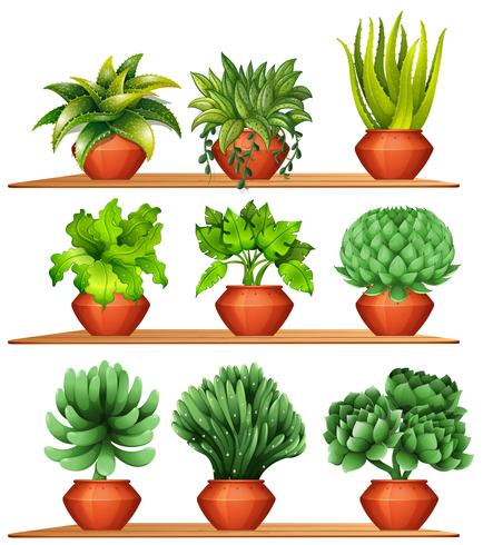 Olika typer av växter i lerkrukor vektor