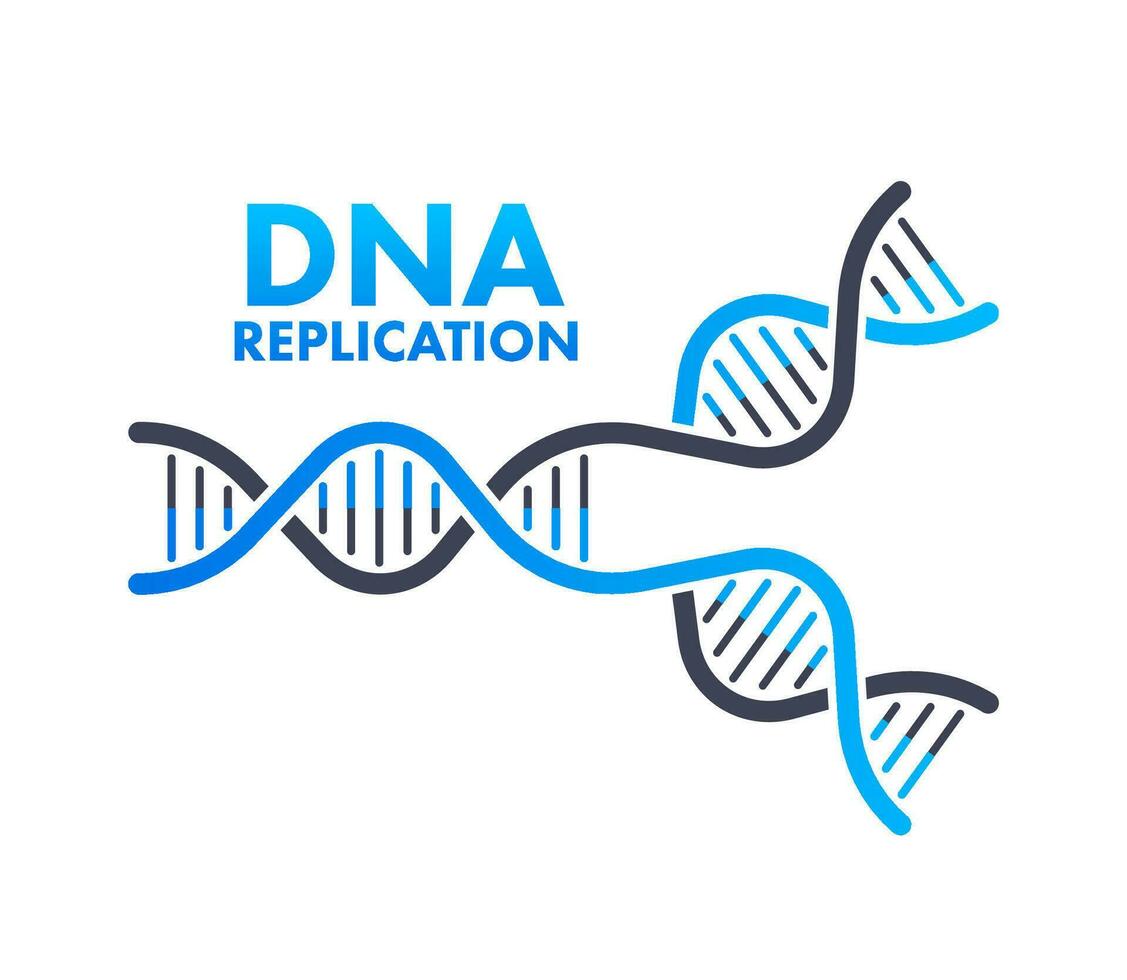 dna replikering. dna molekyler, molekyl biologi. vektor stock illustration