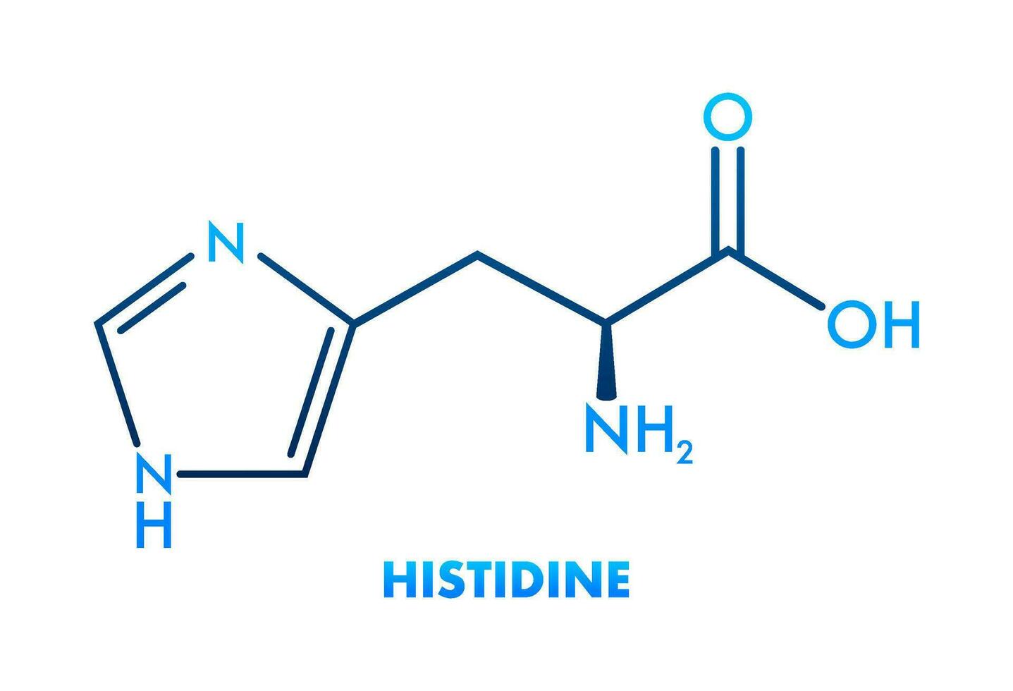 histidin l histidin, hans, h amino syra molekyl. vektor illustration.