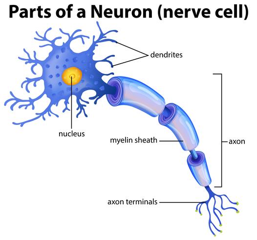 Del av ett Neuron Diagram vektor