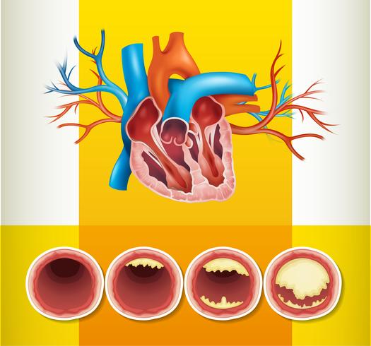 Hjärtanatomi och fett i venen vektor