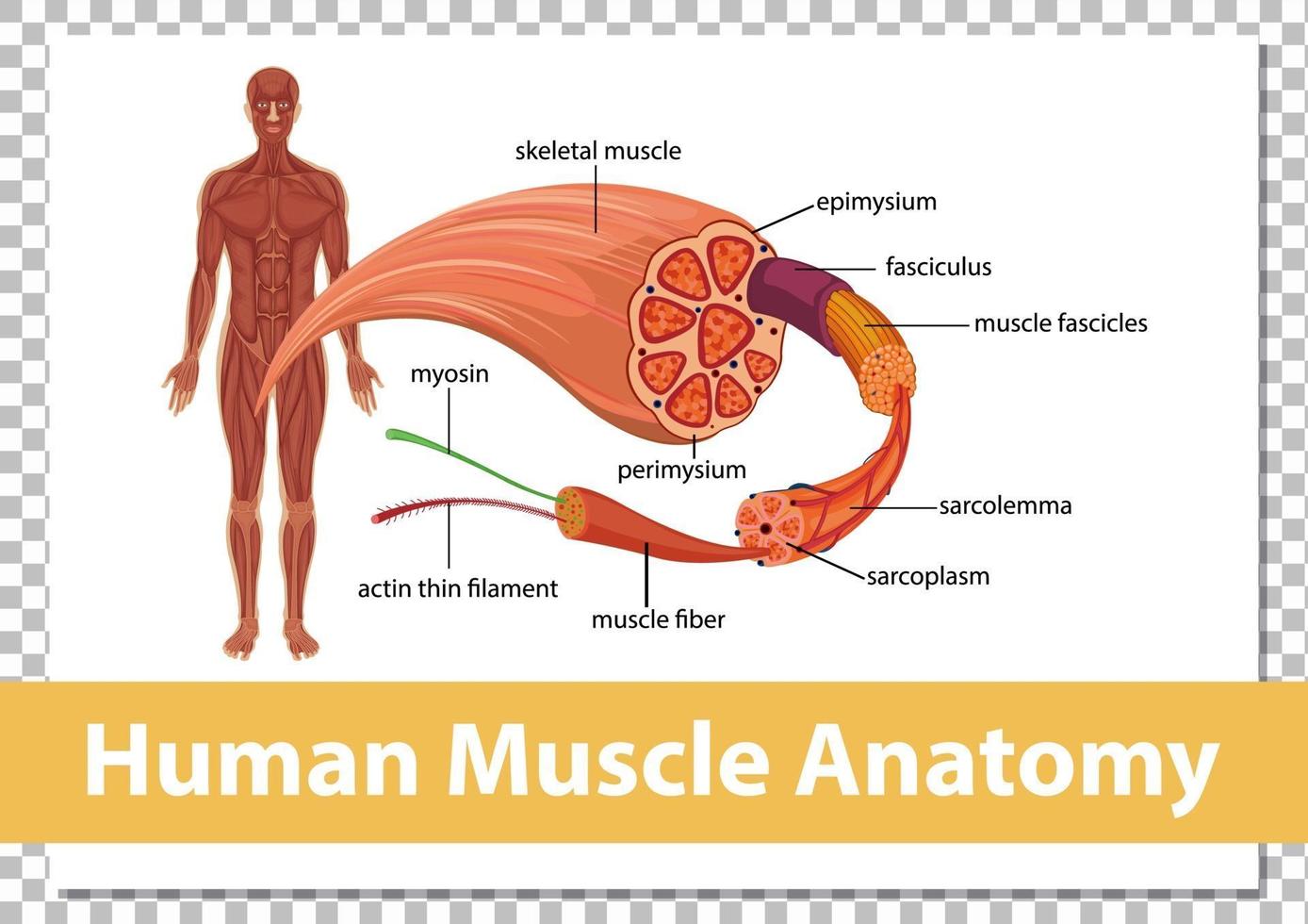 menschliche Muskelanatomie mit Körperanatomie vektor