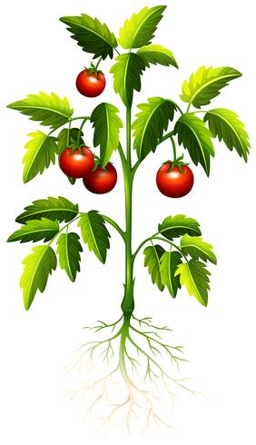 Färsk tomat på trädet vektor