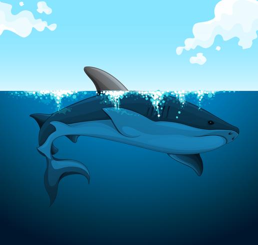 Großer Hai schwimmt unter Wasser vektor