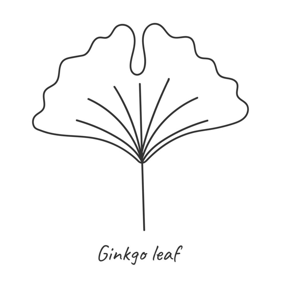 gingko blad översikt. vektor illustration.