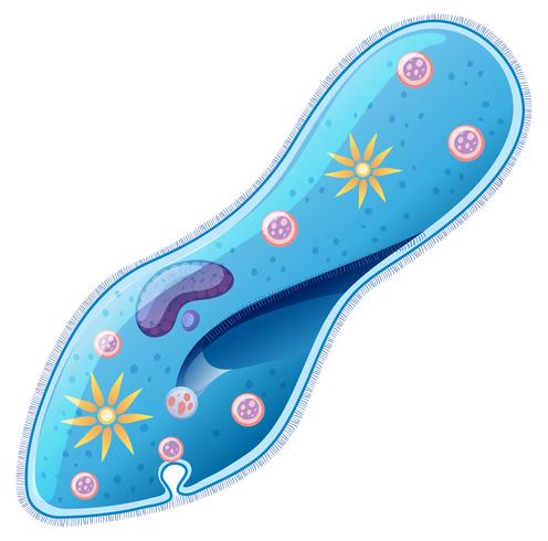 En närbildsdesign av paramecium vektor