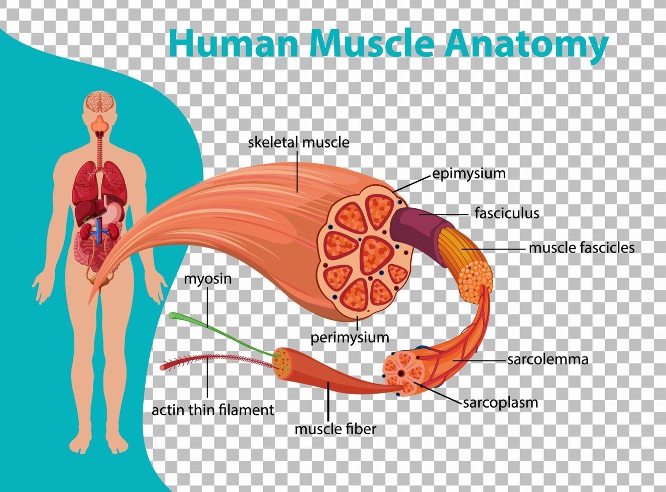 menschliche Muskelanatomie mit Körperanatomie vektor