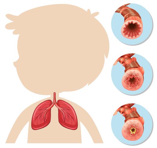 En Anatomi av Pojke Silhouette Lung vektor