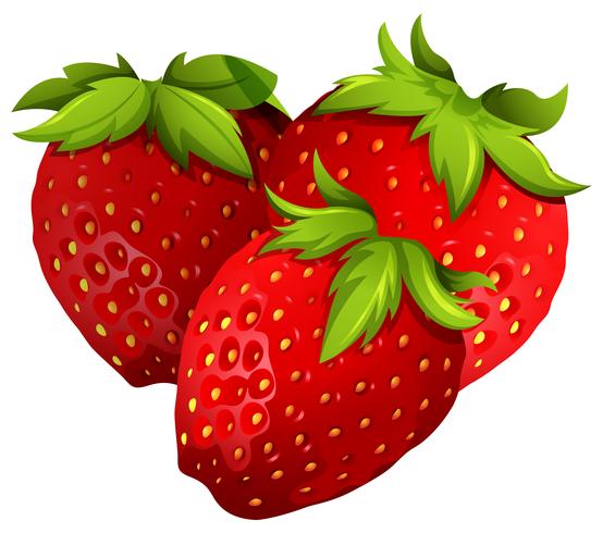 Frische Erdbeeren auf weißem Hintergrund vektor