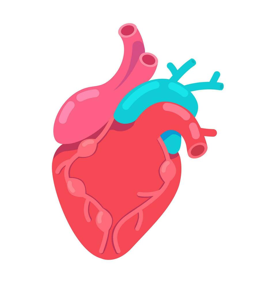 stryk mänsklig hjärta 2d tecknad serie objekt. anatomisk organ kardiologi medicin isolerat vektor Artikel vit bakgrund. diagnos elektrokardiogram. hjärta transplantation Färg platt fläck illustration