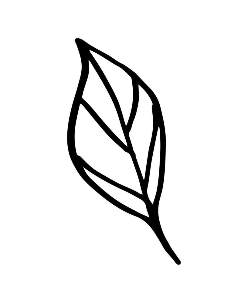 blad, örter gräs hand dragen klotter skiss. vektor illustration enda av tecknad serie botanisk växt. isolerat på vit bakgrund.
