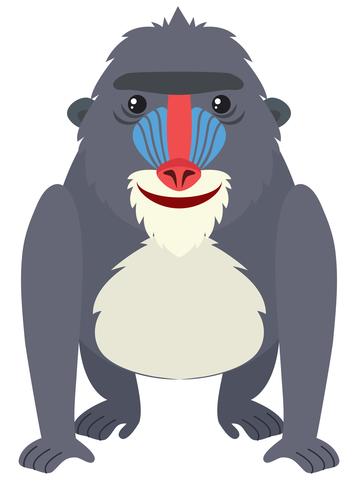 Baboon med glatt ansikte vektor