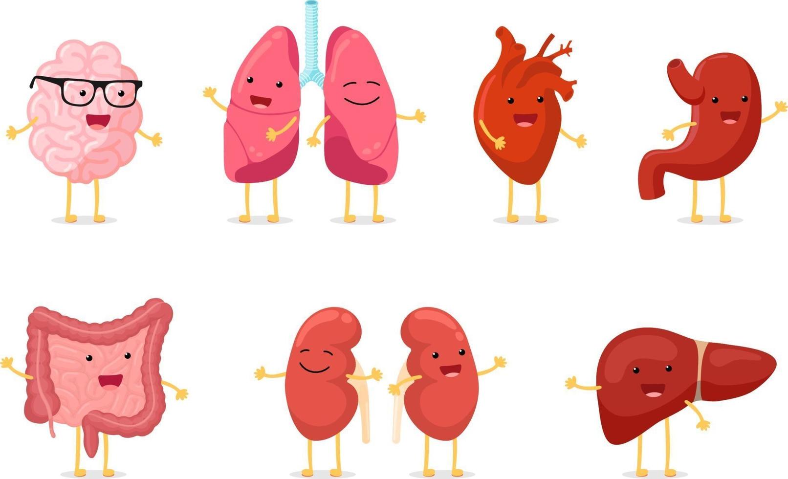 niedlicher Cartoon gesunde menschliche Anatomie inneres Organ Zeichensatz vektor