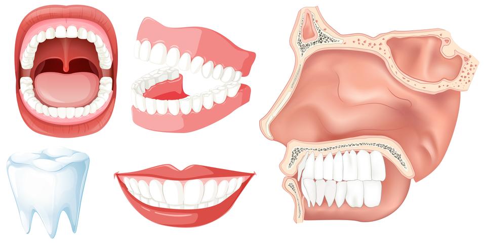En uppsättning mänskliga tänder vektor